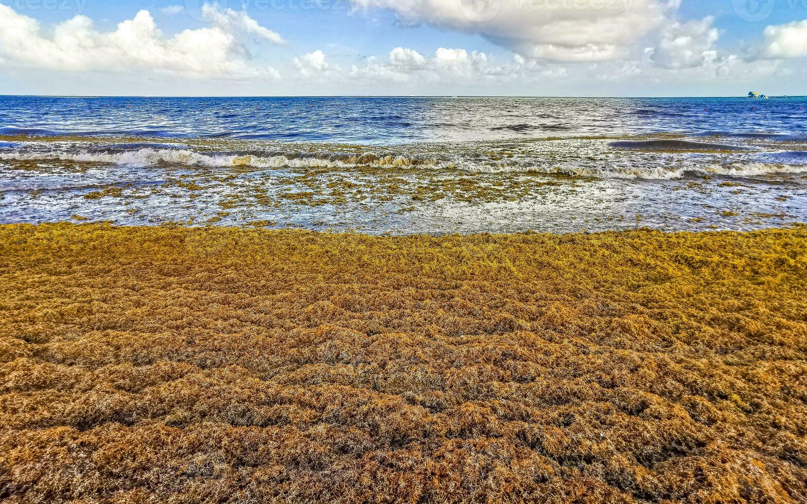wunderschöner karibikstrand total dreckig dreckig dreckig algenproblem mexiko. foto