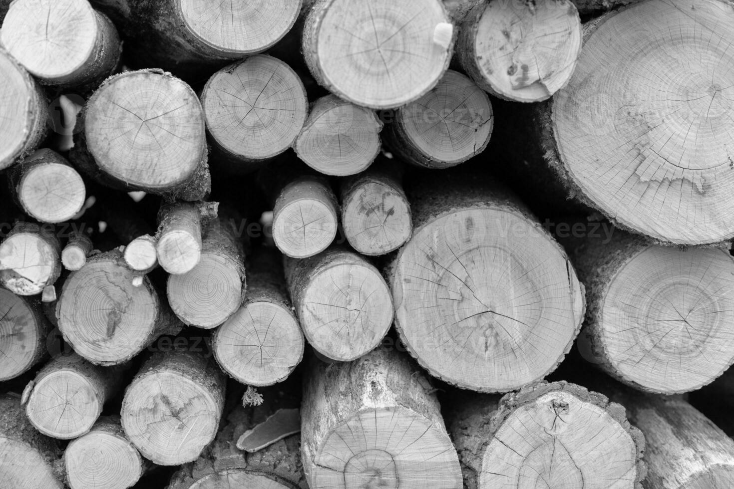 Fotografie auf Thema groß Mauer von gestapelt Eiche Baum foto