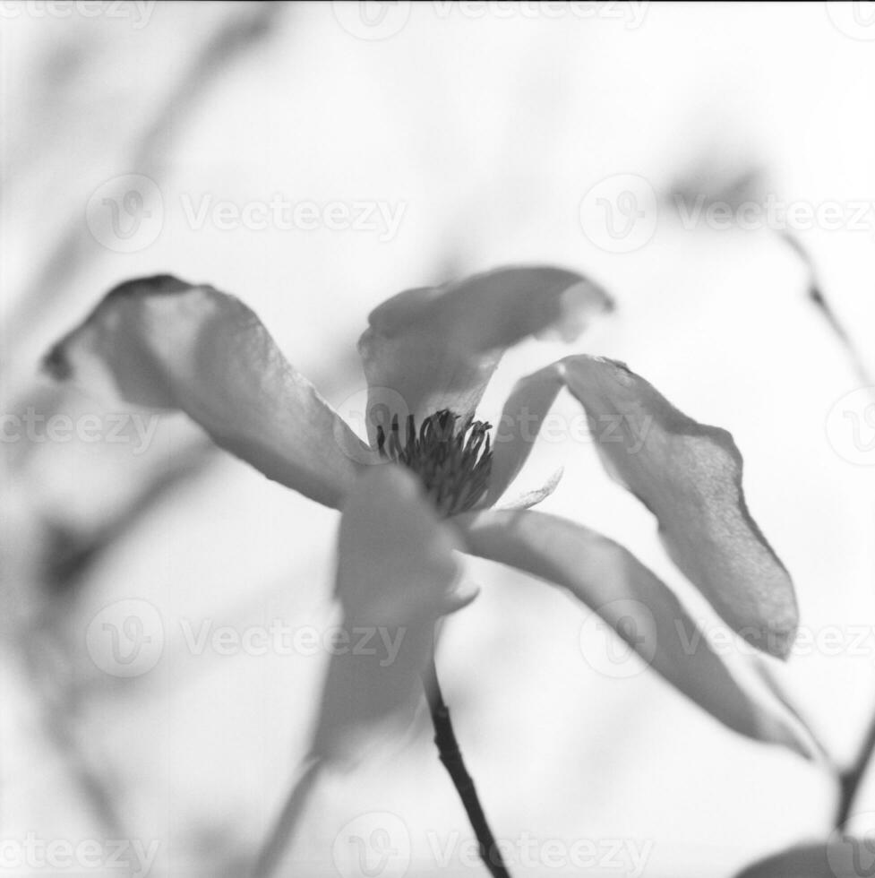 blühende Blumenmagnolie mit grünen Blättern, lebendige natürliche Natur foto