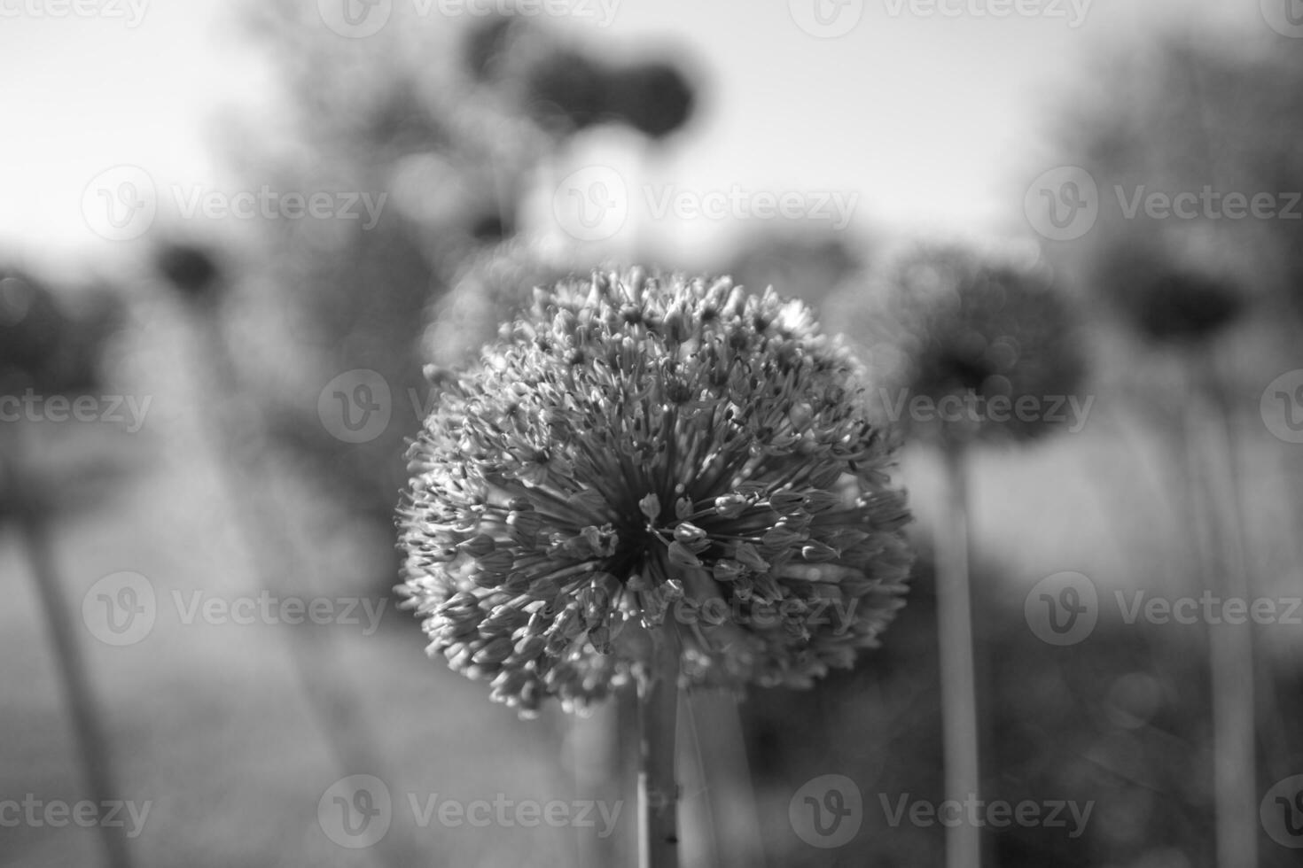 Wilde einheimische Schönheitsblume Allium Echinopsdistel mit Nektar, der auf dem Feld blüht foto