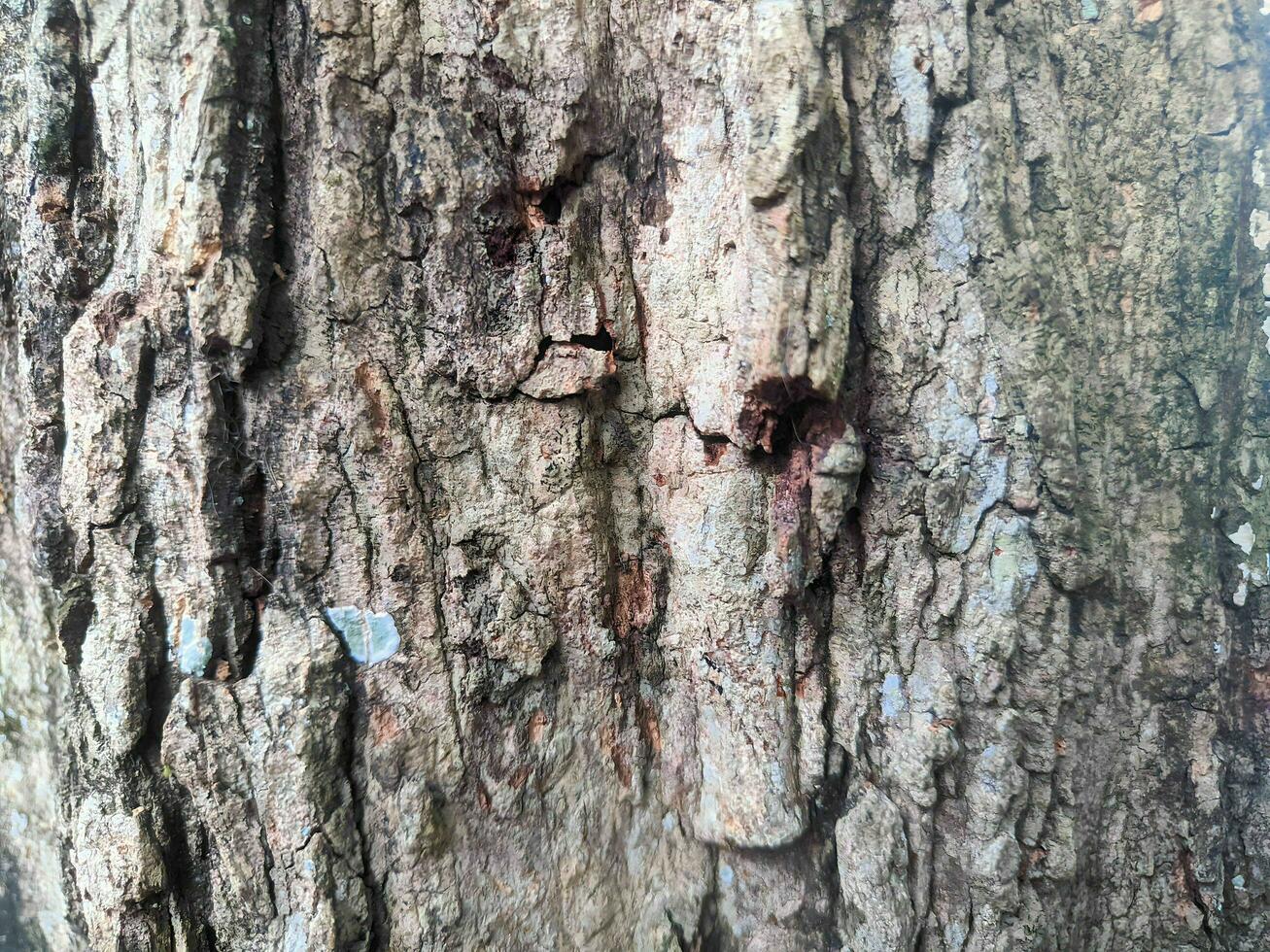 Tamarinde Baum Rinde Textur Hintergrund schließen oben foto