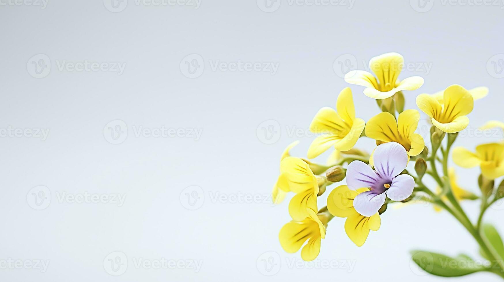 Foto von schön Felsenkresse Blume isoliert auf Weiß Hintergrund. generativ ai