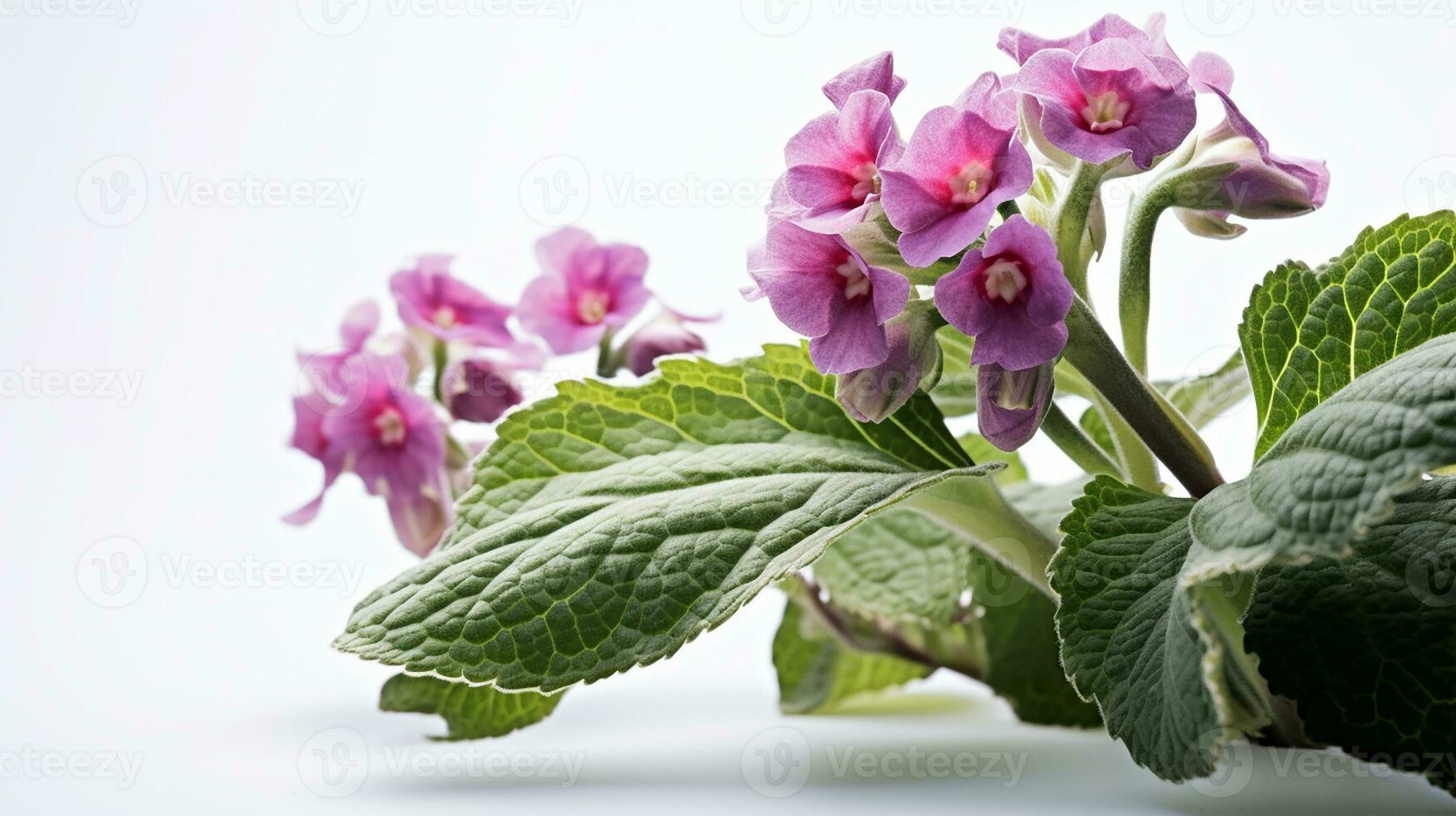 Foto von schön Lungenkraut Blume isoliert auf Weiß Hintergrund. generativ ai