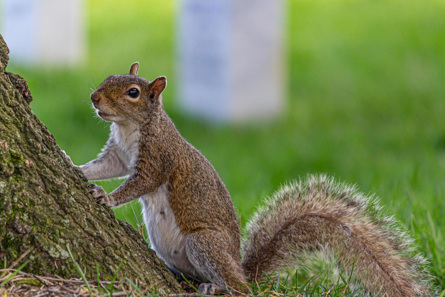 Eichhörnchen spielen im Park Juli 2019 foto