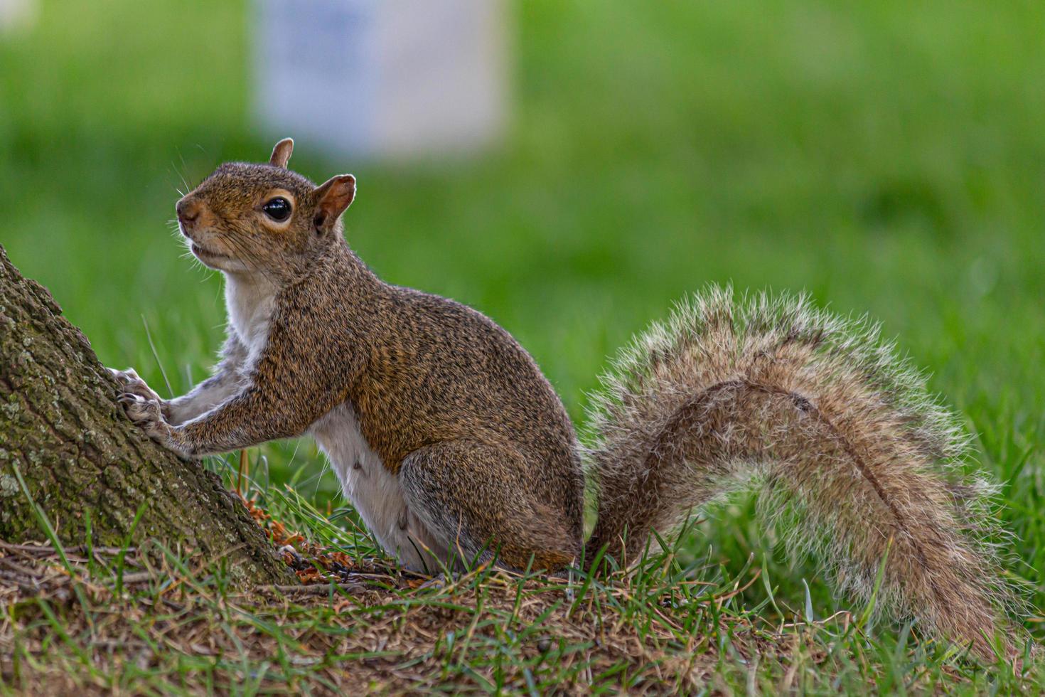 Eichhörnchen spielen im Park Juli 2019 foto