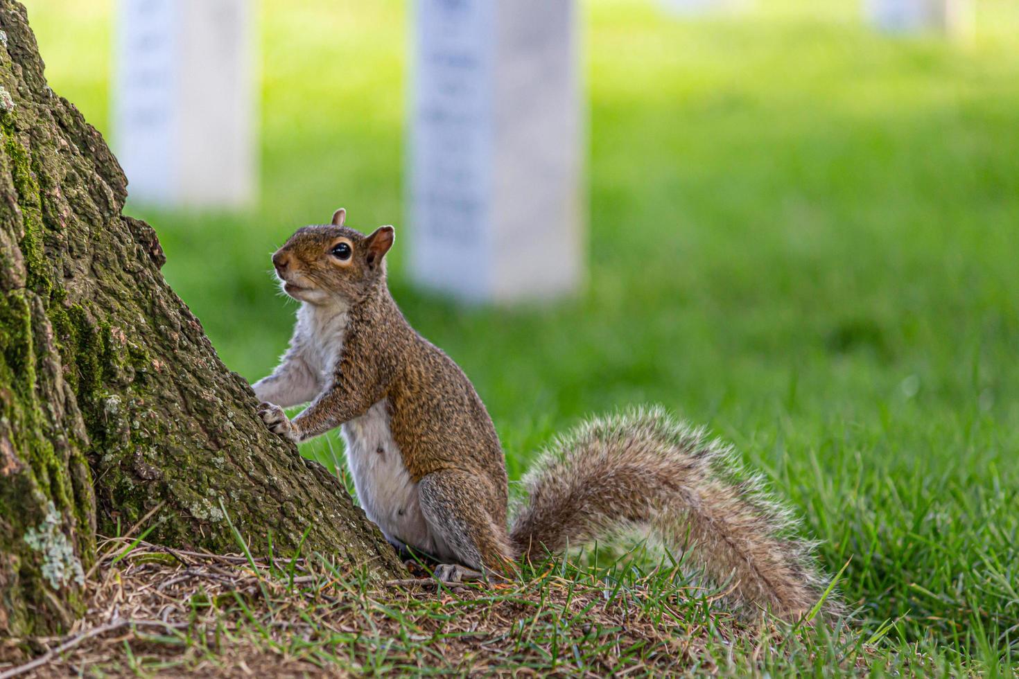 Eichhörnchen im Park foto