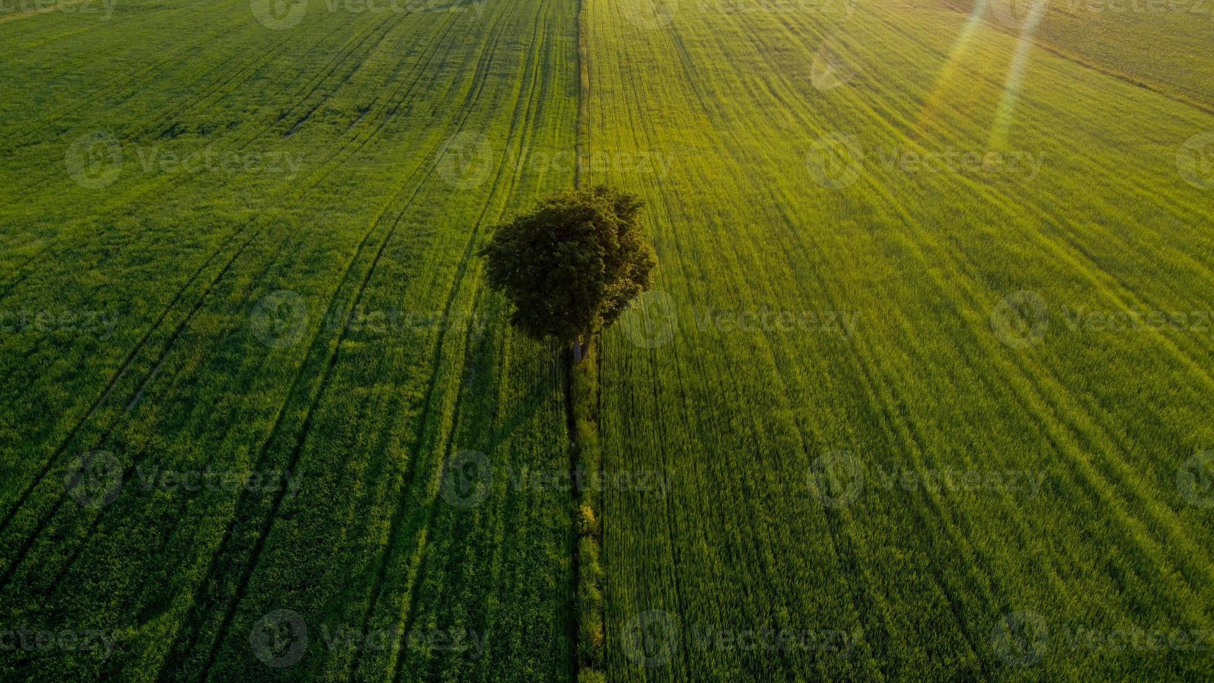 einsamer Baum auf den grünen Feldern foto