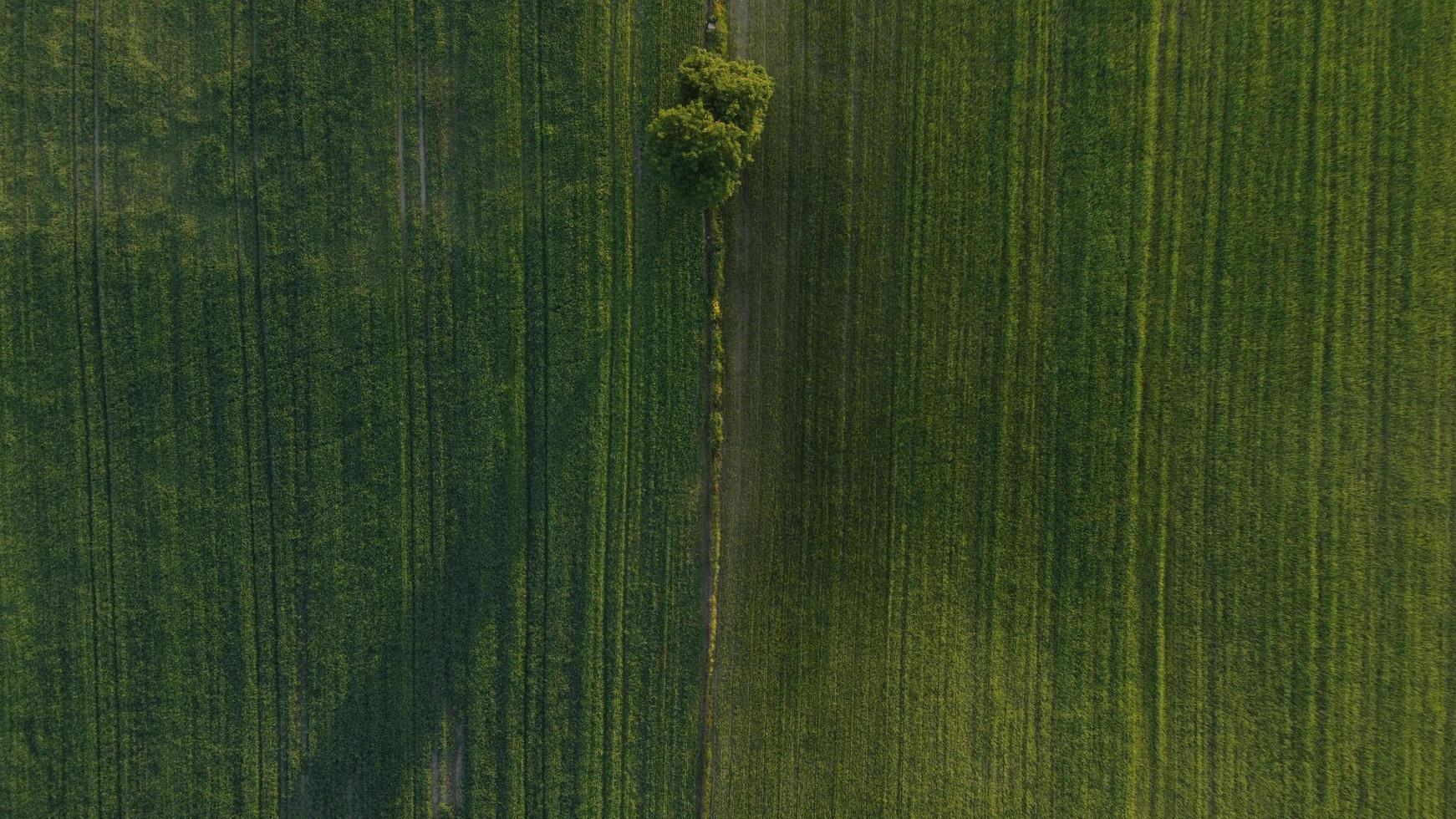 einsamer Baum auf den grünen Feldern foto