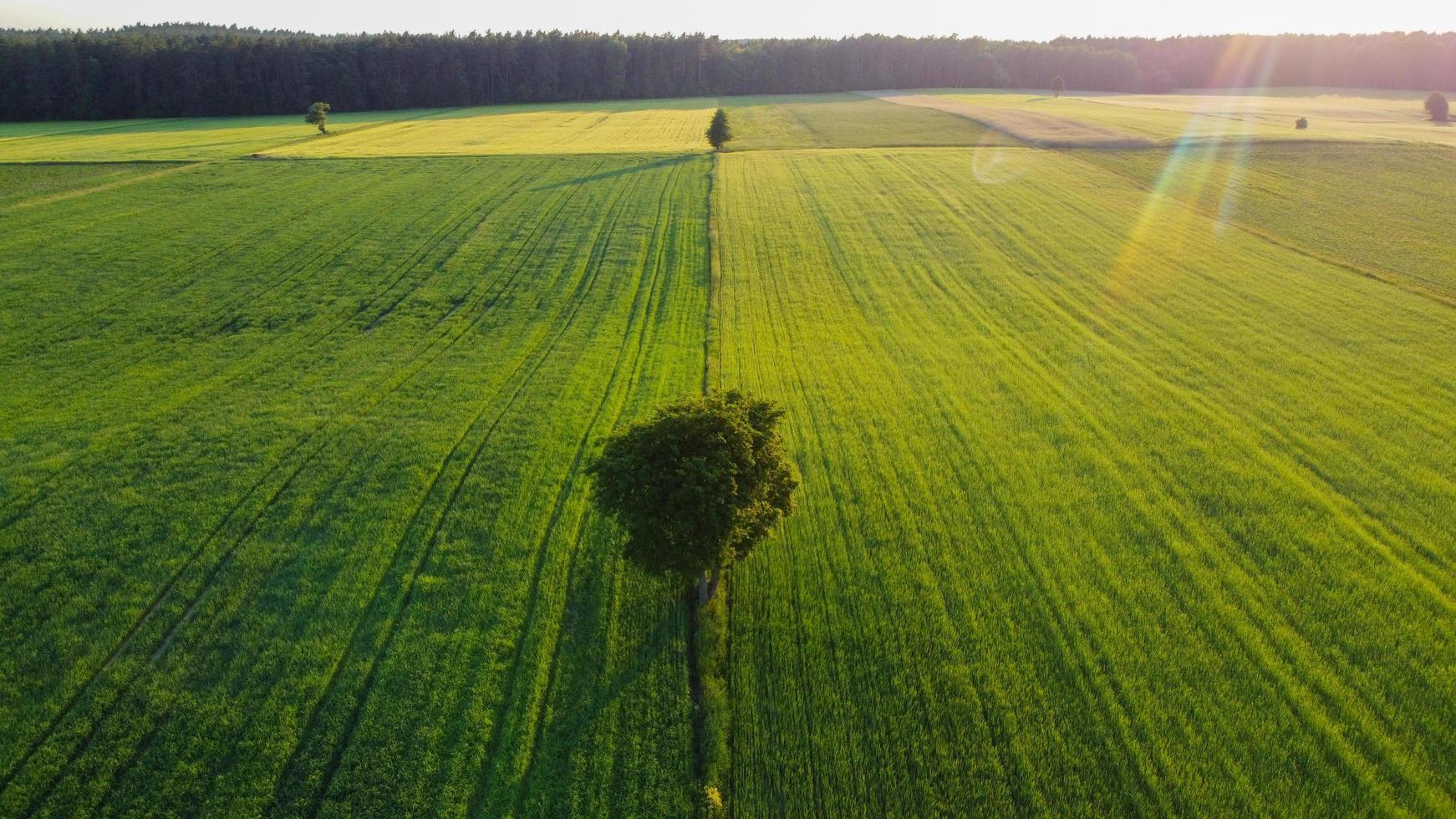 einsamer Baum auf den grünen Feldern foto