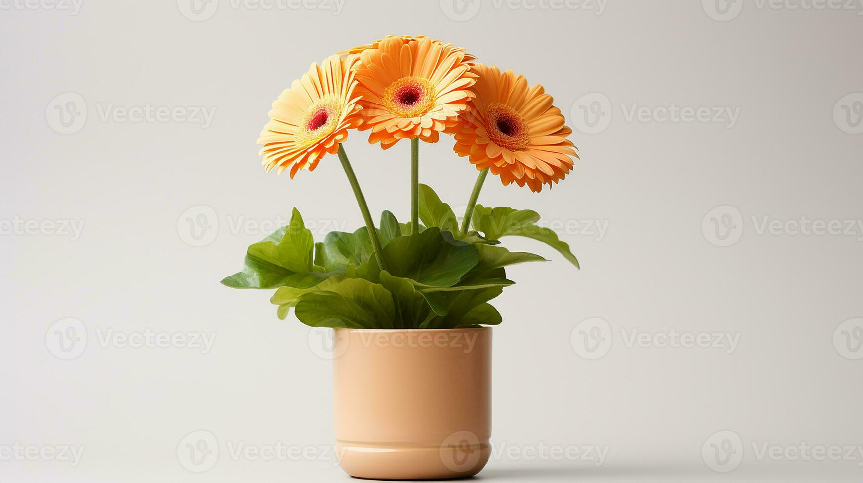 Foto von Gerbera Blume im Topf isoliert auf Weiß Hintergrund. generativ ai