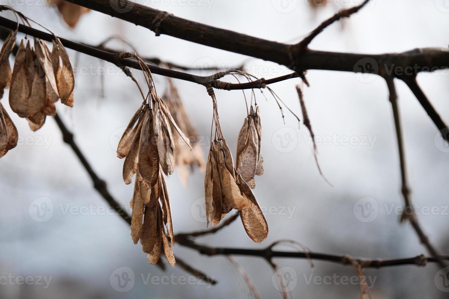 braune trockene Aschesamen foto