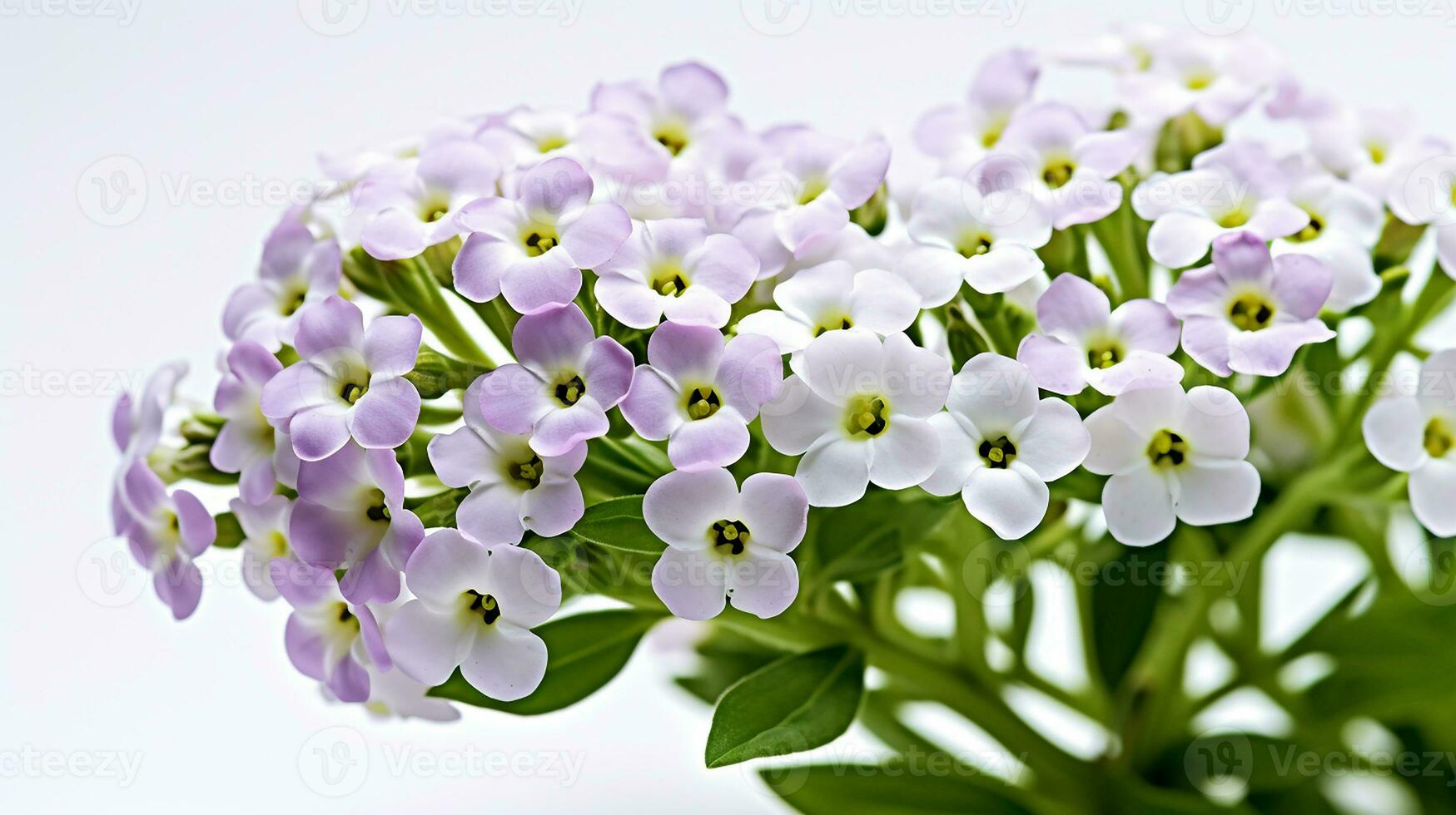 Foto von schön Süss Alyssum Blume isoliert auf Weiß Hintergrund. generativ ai