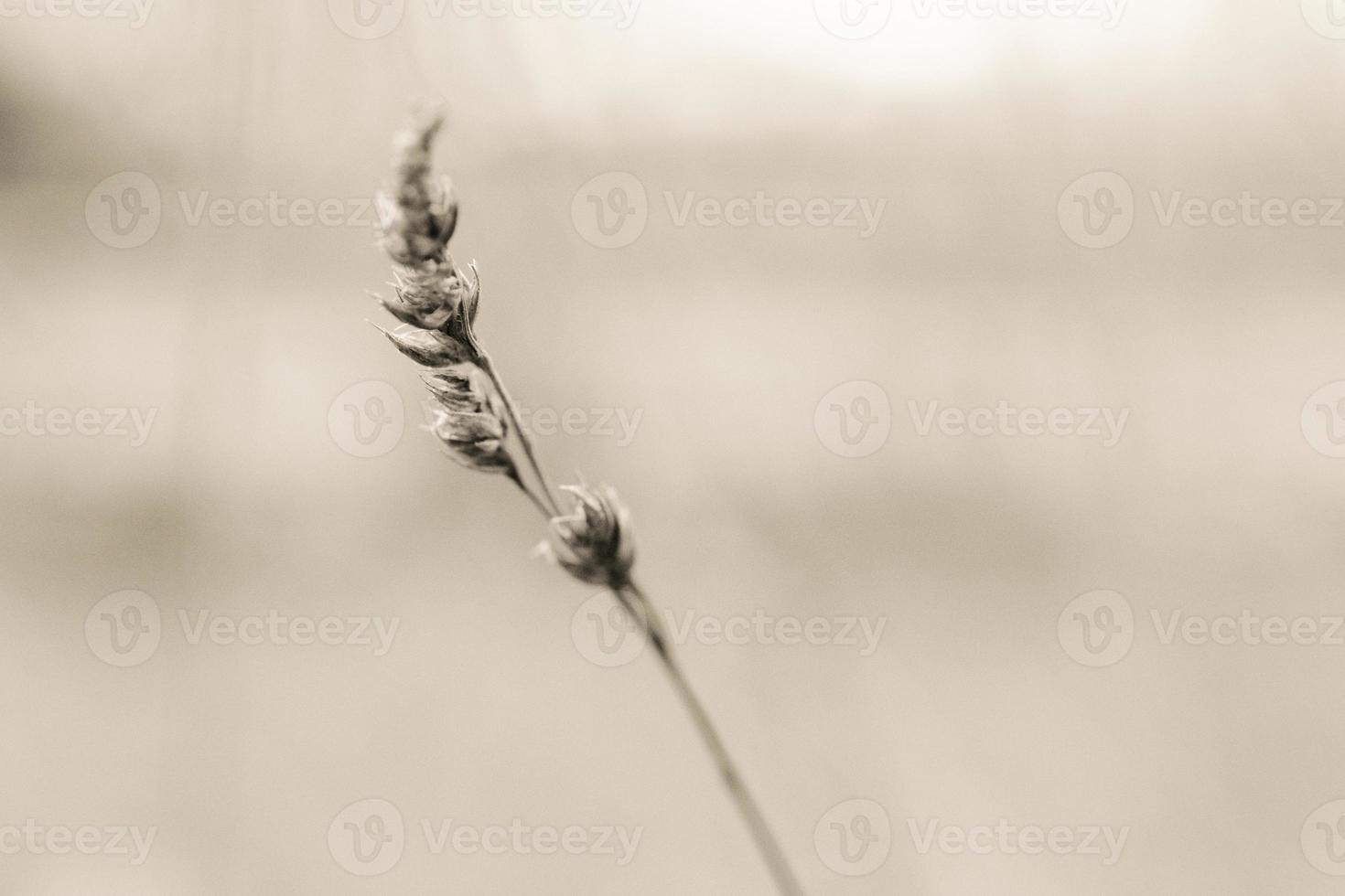 Nahaufnahme von Weizenstiel im Wind foto