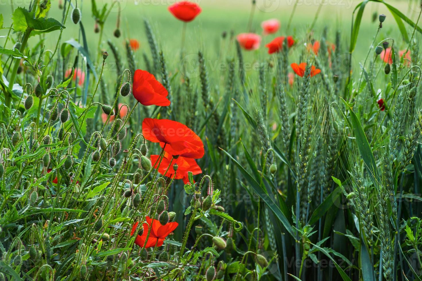 blühende rote Mohnblumen auf blauem Himmelshintergrund. Hummeln, Sonne, Frühling, Natur. foto