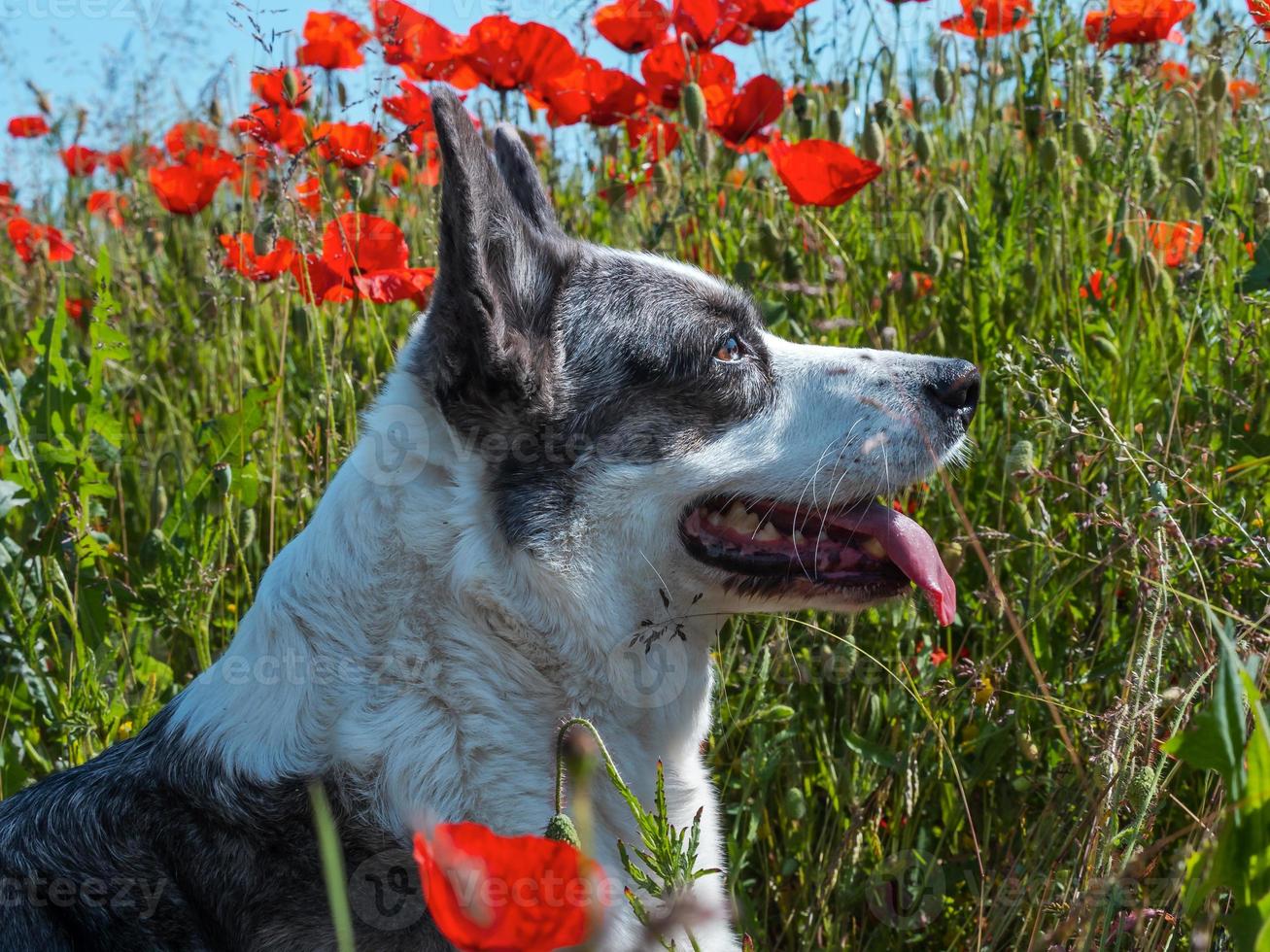 hübscher grauer walisischer Corgi-Cardigan-Hund im Feld frischer Mohnblumen. foto