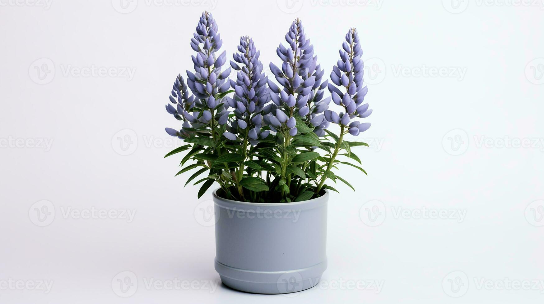 Foto von Lupine Blume im Topf isoliert auf Weiß Hintergrund. generativ ai