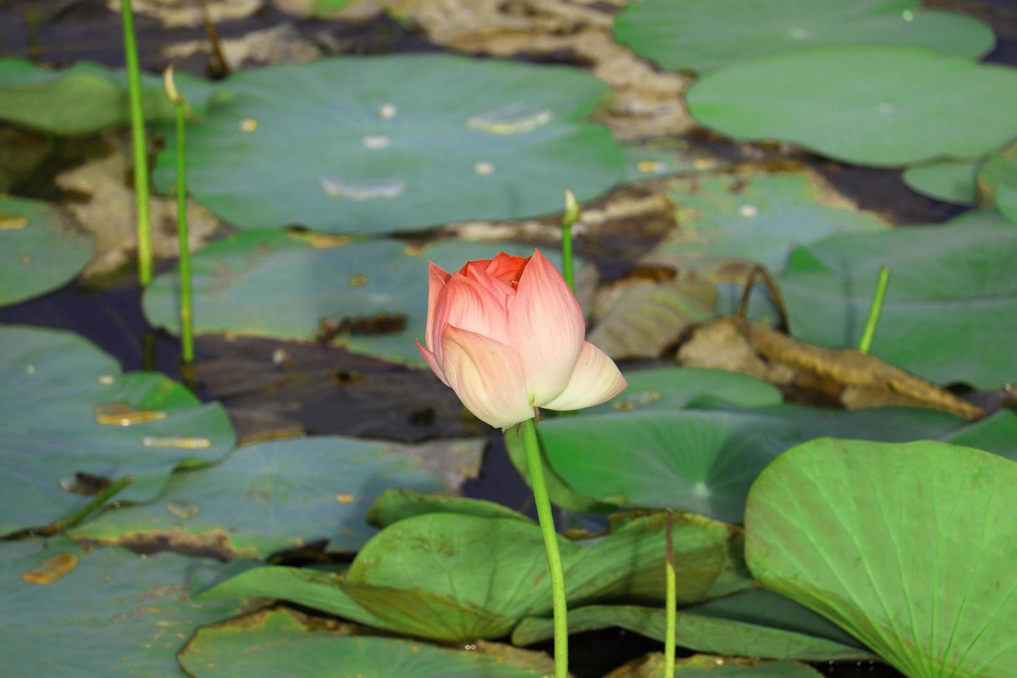 rosa Lotusblume in einem Pon foto