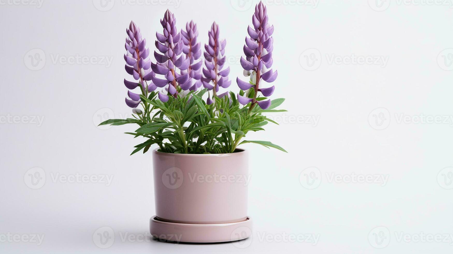 Foto von Lupine Blume im Topf isoliert auf Weiß Hintergrund. generativ ai
