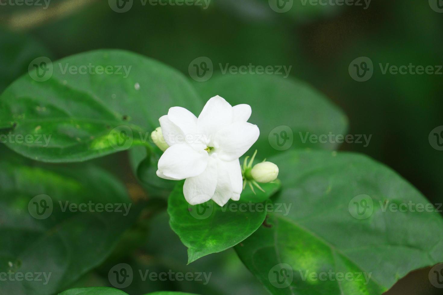 Jasminblüte im Garten foto