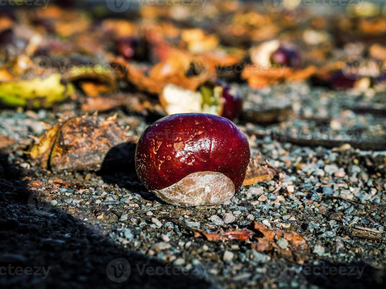 reife Kastanien, die zu Boden gefallen sind und aufgeplatzt sind. foto