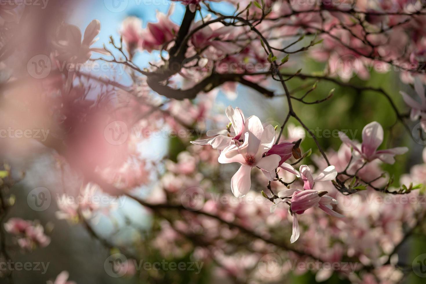 blühende Magnolien in der Altstadt von Straßburg, warmer sonniger Frühling. foto