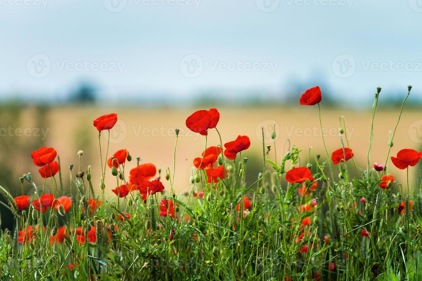 blühender roter Mohn foto