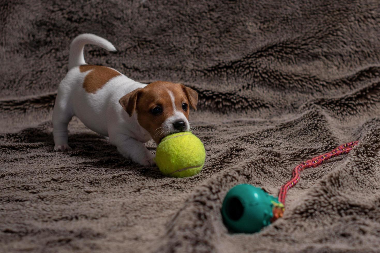 Jack Russell Welpe spielt mit ihrem Spielzeug. foto