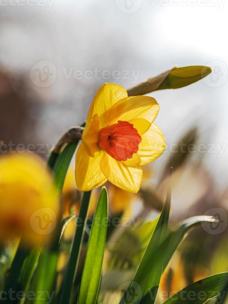 Frühling in Straßburg, Frankreich foto