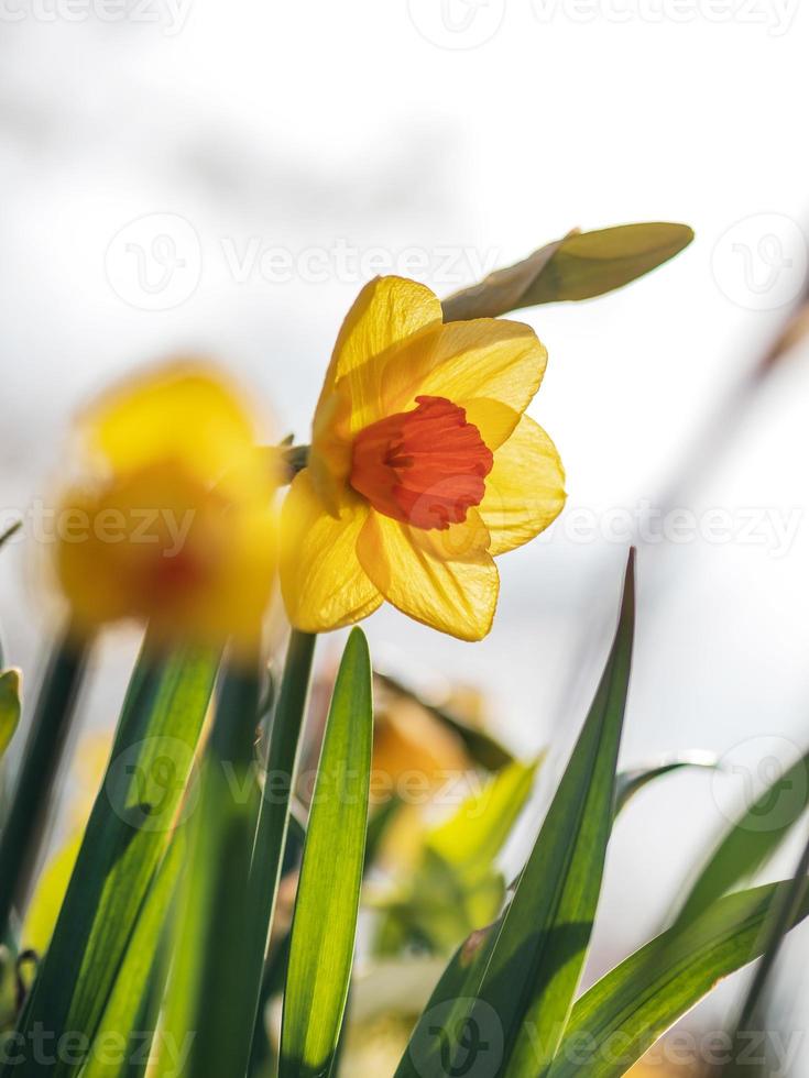 Frühling in Straßburg, Frankreich foto