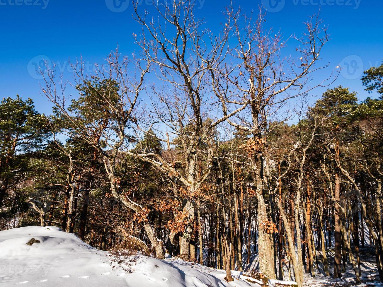 Winterwald in den Vogesen, Frankreich foto