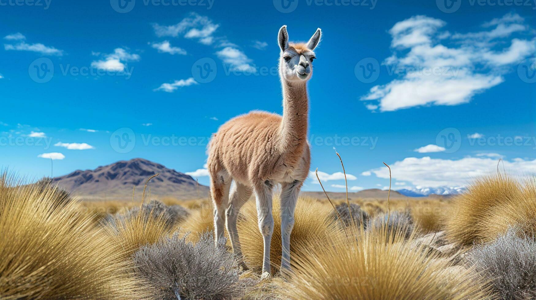 Foto von ein Vicuna unter Blau Himmel. generativ ai