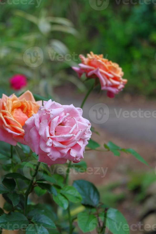 eine Nahaufnahme einer Rose in zwei Farben, Orange und Pink foto