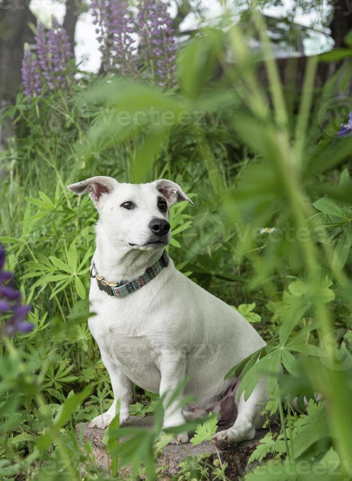 Jack Russell Terrier Welpe foto