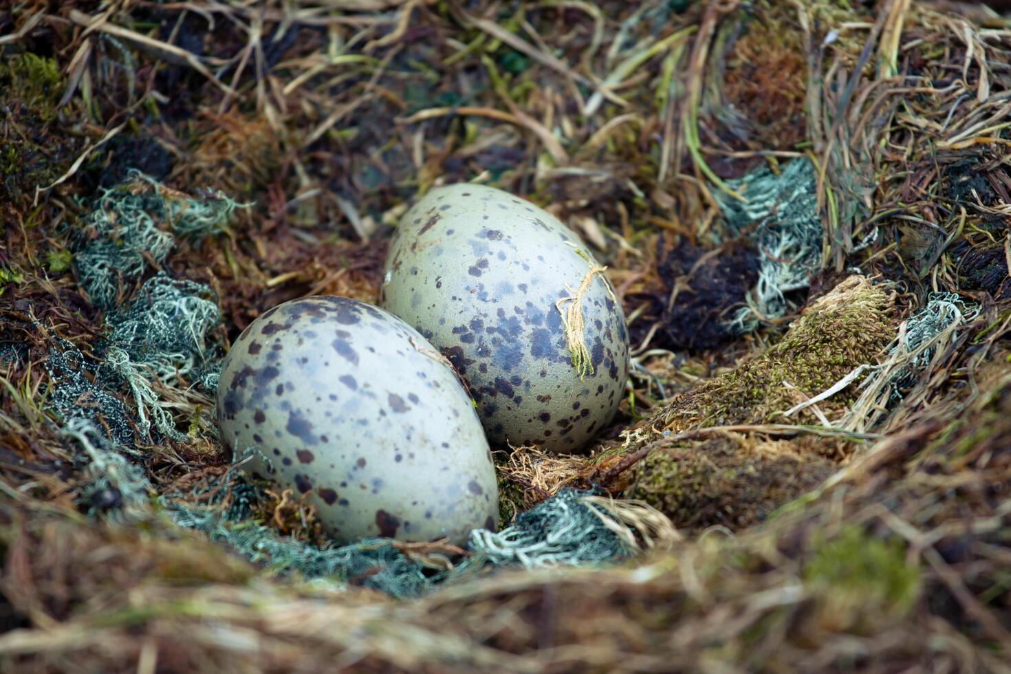 zwei Eier ins Nest foto