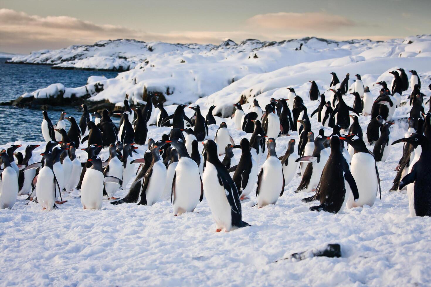 große Gruppe von Pinguinen foto