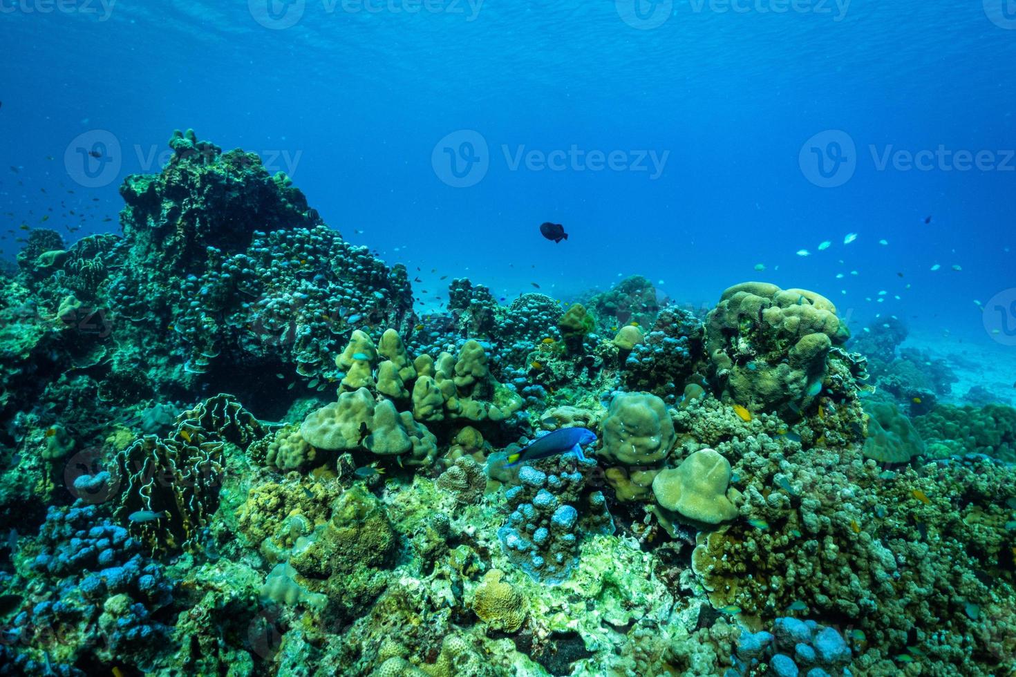 Unterwasserszene mit Korallenriff und Fischen. foto