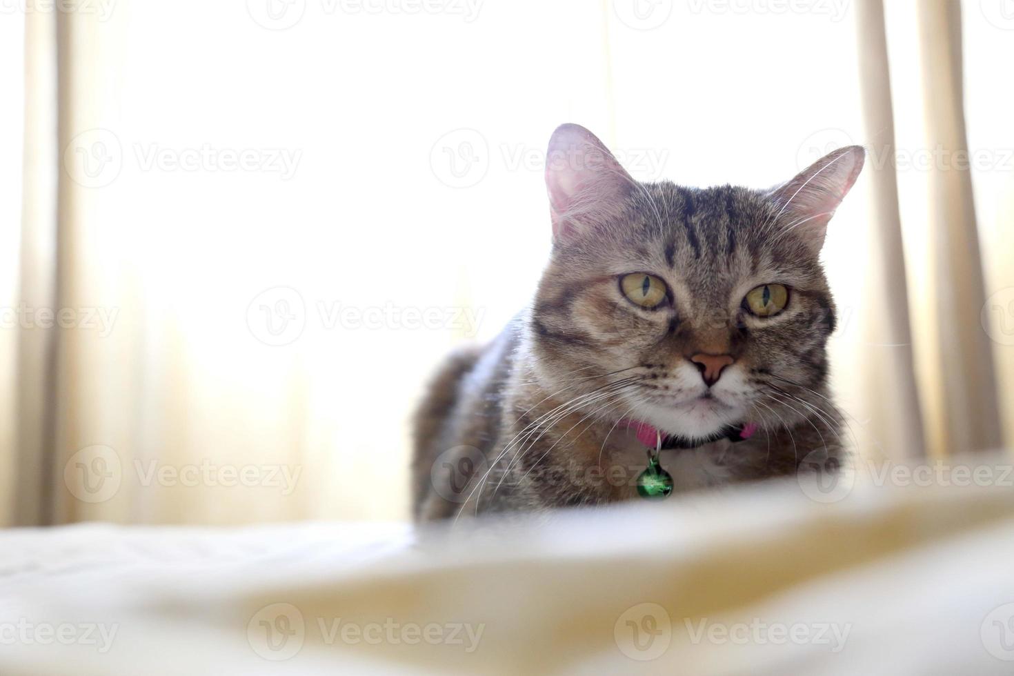 junge getigerte Katze foto