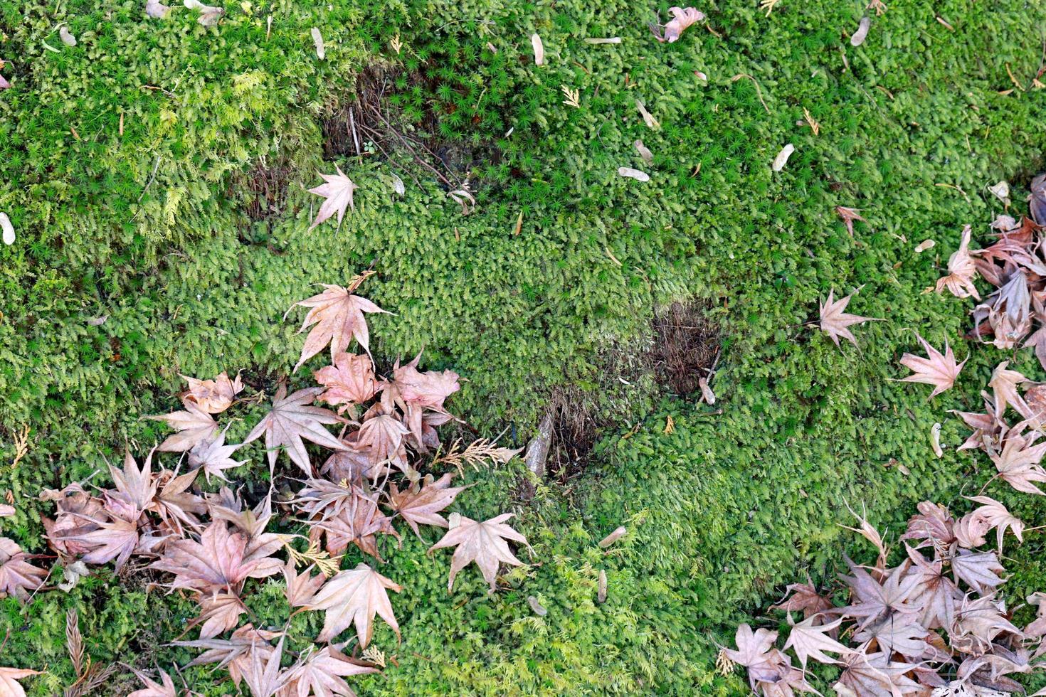 Natur im Herbst foto