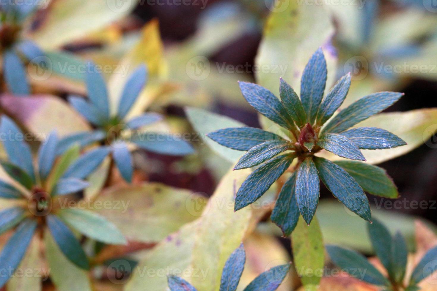 Natur in der Herbstsaison foto