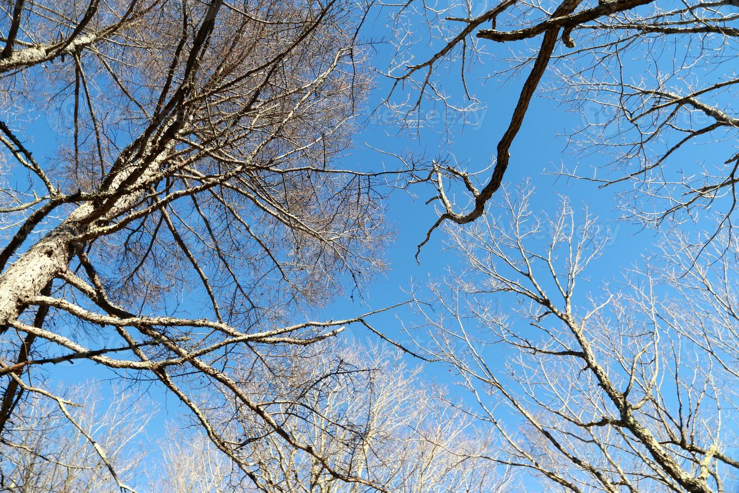 Natur im Herbst foto