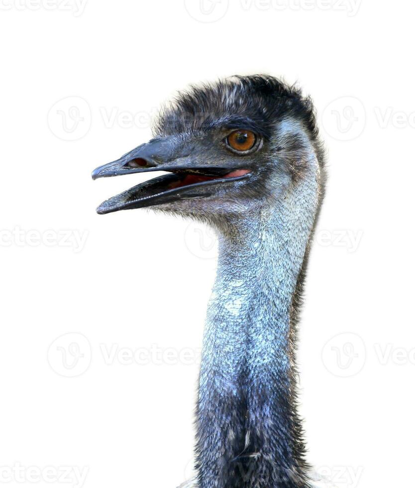 Emu Kopf isoliert foto