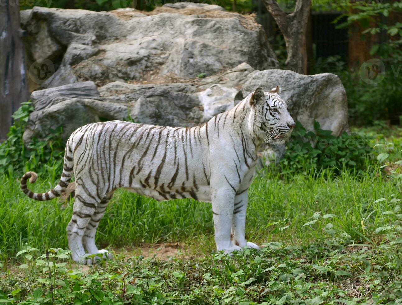 weiblich Weiß Bengalen foto