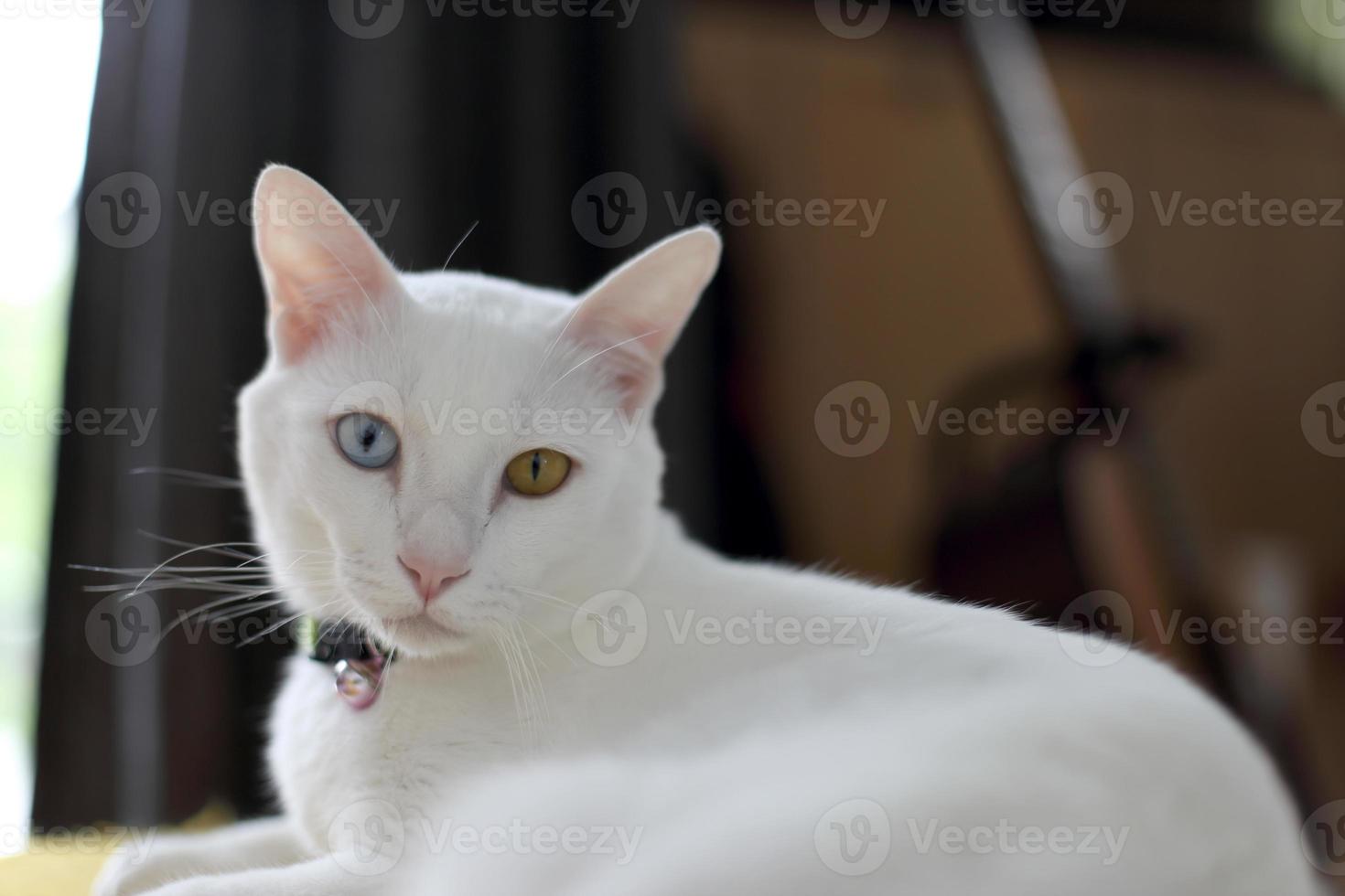 Katze im Wohnzimmer foto