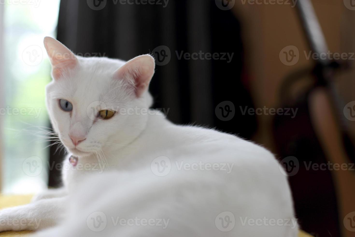 Katze im Wohnzimmer foto