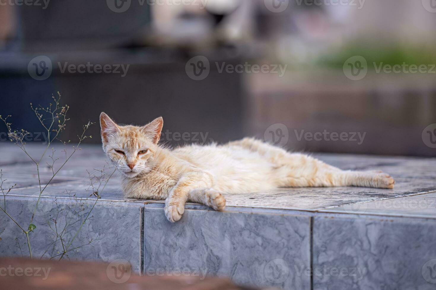 katzenartig Tier inländisch Katze verlassen foto