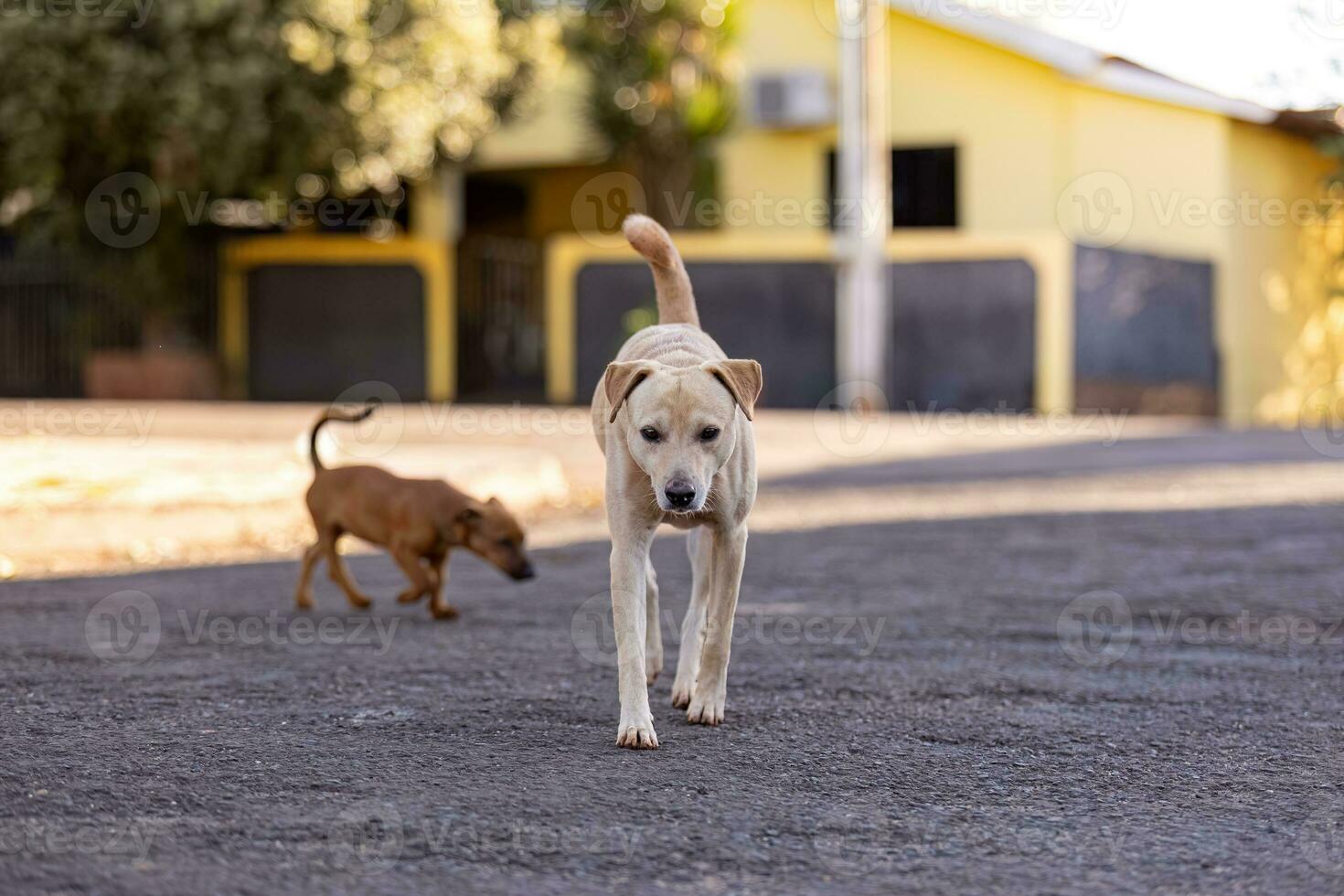 Tier Säugetier Hund im das Straße foto