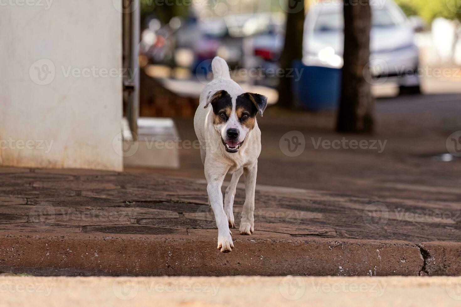 Tier Säugetier Eckzahn streunend Hund Gehen foto