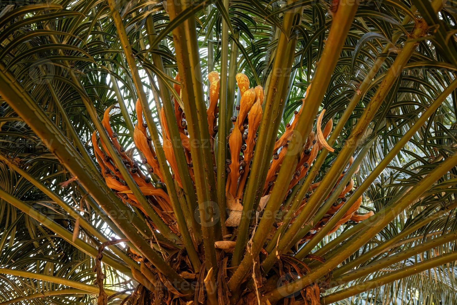 schließen oben Cycad Pflanze foto