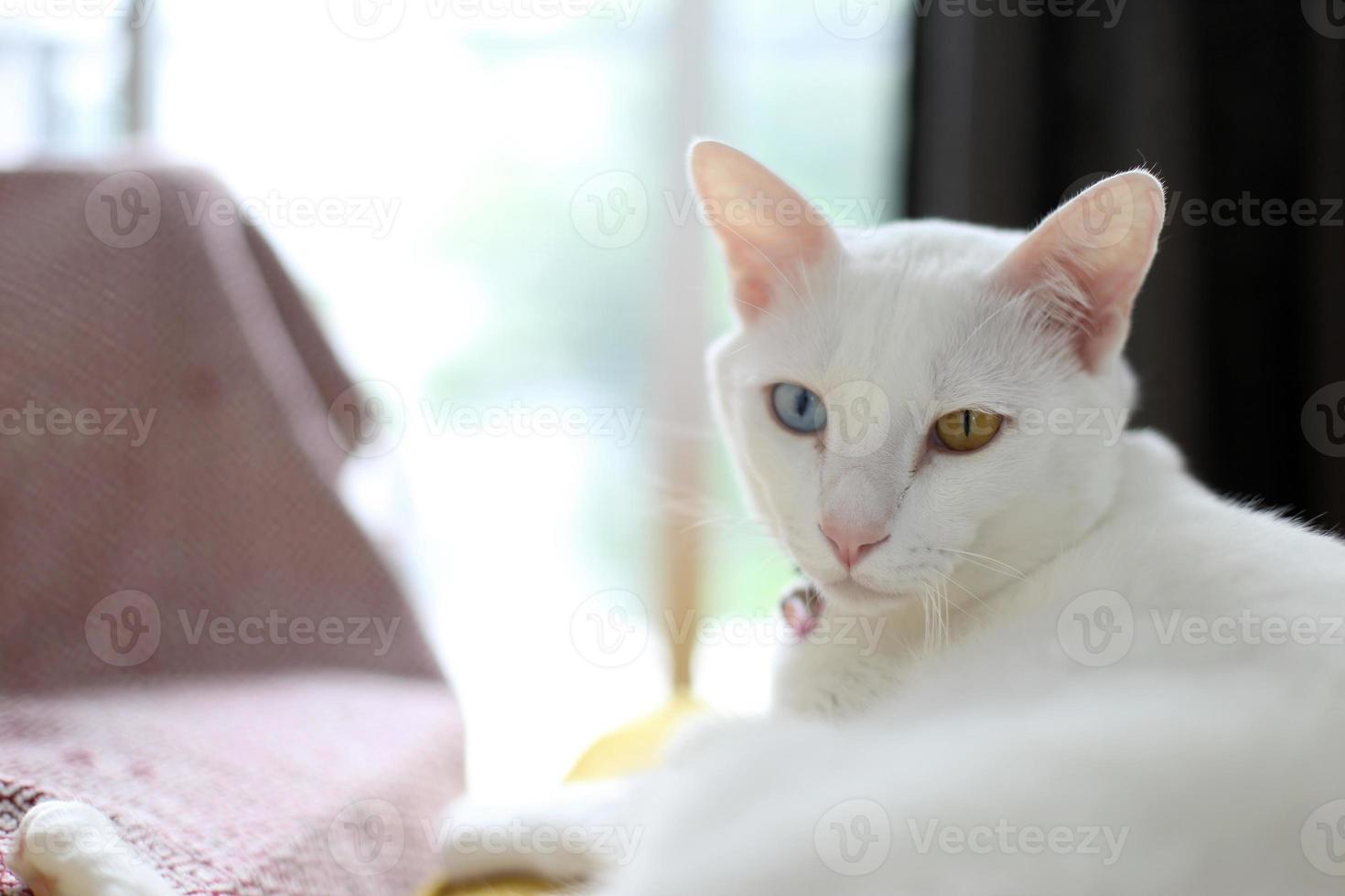 entspannende weiße Katze foto