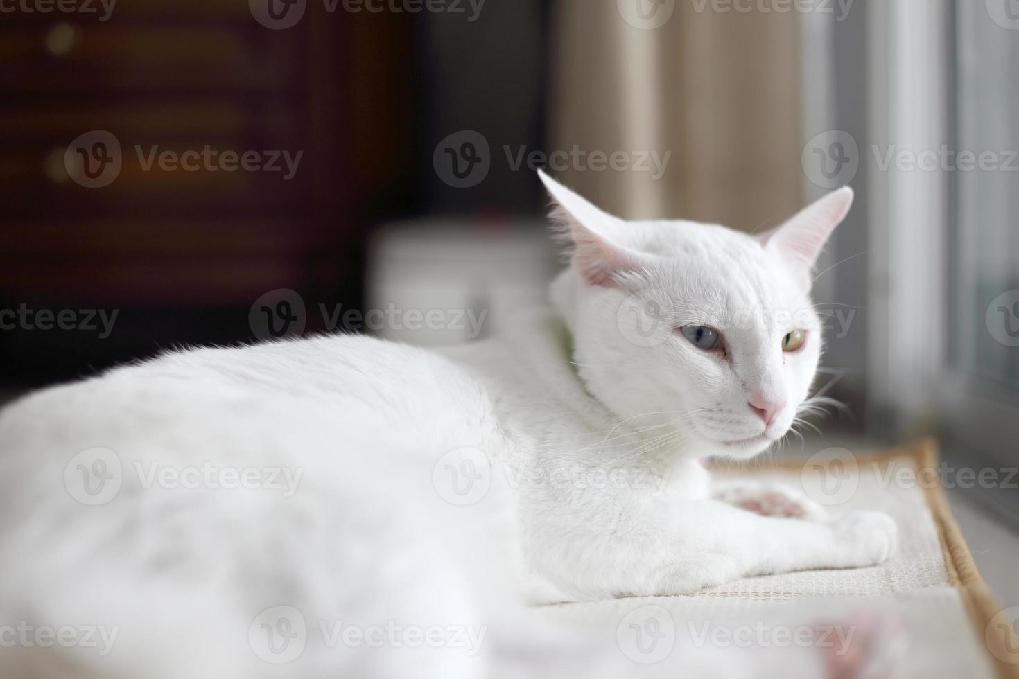 entspannende weiße Katze foto